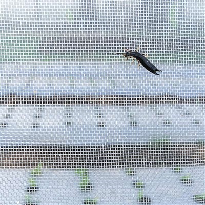 Mumbunda ya ke nwanaka ti ba insecte sambu na nzo ya serre